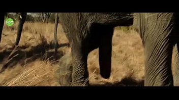 Elefante gif