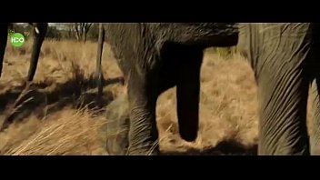 Interracial elephant tube