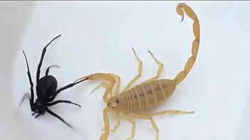 Academia scorpions