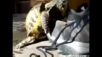 Las tortugas pinjas ver