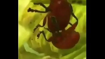 Mujeres comiendo excremento humano